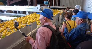 Agricultores de Punitaqui viajaron a Argentina a conocer el limón de Tucumán, lideres de la citricultura trasandina
