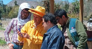 El Sag inició procedimiento sancionatorio y refuerza fiscalizaciones tras muerte masiva de abejas en Monte Patria