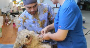 En el pueblo de Limarí Municipio Ovallino realizó operativo gratuito de esterilización de mascotas.