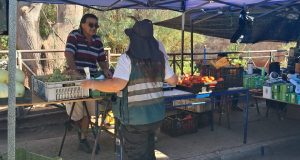 SAG recuerda no mover ni trasladar fruta en Ovalle y Punitaqui por mosca de la fruta.