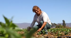 CNR destaca fondos disponibles por $550 millones para comunidades agrícolas e indígenas del Norte Chico.