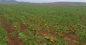 Programa PTI Hortícola de Corfo contribuyó a mitigar enfermedad que golpeó al pimentón ovallino.