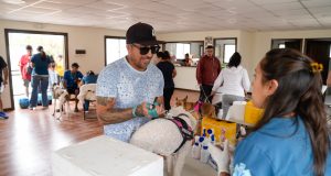 Municipio de Ovalle realiza exitoso operativo veterinario en la Población Magallanes Moure.