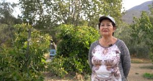 Ana Araya, usuaria de Indap, cambió Santiago por la tranquilidad del campo y ahora produce olivos en Punitaqui