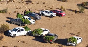 PLAN CANNABIS DE PDI PROVOCA $14 MIL MILLONES DE PÉRDIDAS EN PRODUCTORES DE NARCOCULTIVOS DE LIMARÍ.