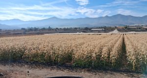 Municipio gestiona apoyos tras millonarias pérdidas agrícolas provocadas por heladas en Monte Patria.
