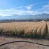 Municipio gestiona apoyos tras millonarias pérdidas agrícolas provocadas por heladas en Monte Patria.